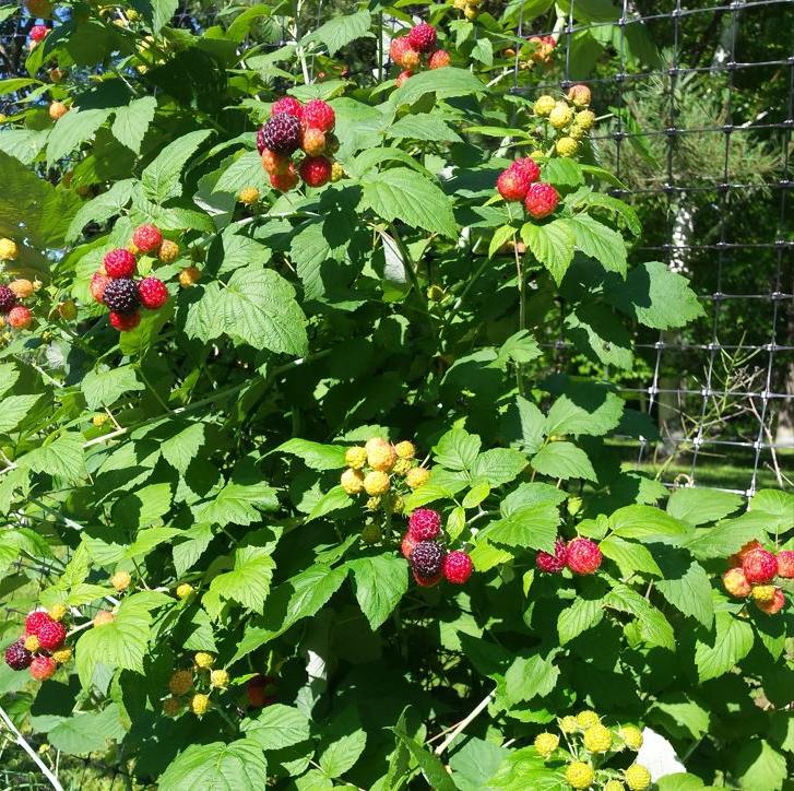 fruit in 养's forest garden