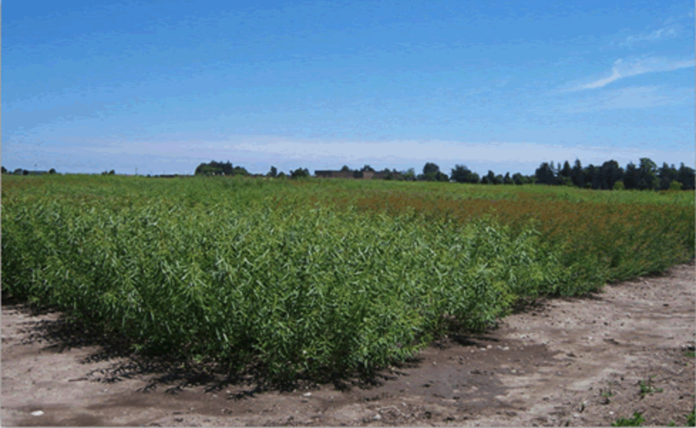 field with crops