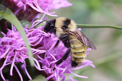 Bombus fervidus